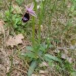 Ophrys bertolonii Habitat