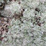 Artemisia alba Hábito