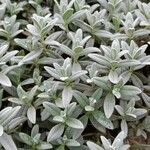 Cerastium biebersteinii Leaf