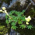 Alchemilla alpina Habit