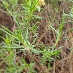 Cistus calycinus Feuille