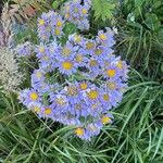 Aster tataricus Blomma