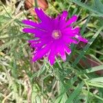 Delosperma cooperiFlower