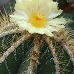 Astrophytum ornatum Цветок