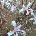 Ammocharis tinneana Άλλα