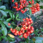 Pyracantha coccinea Fruit