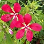 Hibiscus moscheutosFlower