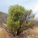 Arctostaphylos pringlei Habit