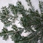 Abies balsamea برگ