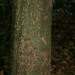 Licania parvifructa Cortiza