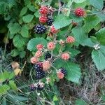 Rubus ulmifolius Frugt