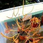 Drosera binata multifidaبرگ