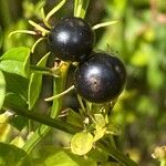 Jasminum fruticans Fruit