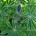 Lupinus pilosus Blad