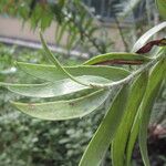 Encephalartos aemulans