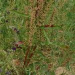 Rumex crispus Folha