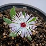 Dorotheanthus bellidiformis Λουλούδι