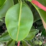 Ficus elasticaList