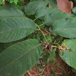 Milicia excelsa Leaf