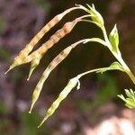 Corydalis flavula Fruit