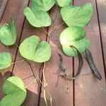 Bauhinia tomentosa Blatt