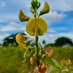 Crotalaria quinquefolia फूल