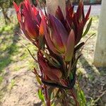 Leucadendron salignum Blad