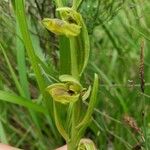 Ophrys virescens Flor