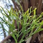 Psilotum nudum Leaf