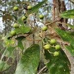 Alphitonia excelsa Fruit