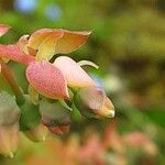 Vaccinium angustifolium Flower