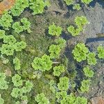 Azolla filiculoides Blad