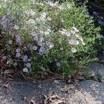 Symphyotrichum oblongifolium फूल