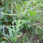 Cynoglossum amabile Συνήθη χαρακτηριστικά