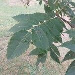 Rhus glabra ഇല