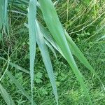 Phragmites australisبرگ