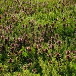 Lamium purpureum Habit