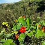 Tropaeolum majusKvet