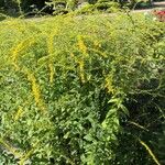 Solidago rugosa Hábito
