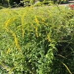 Solidago rugosa Celota