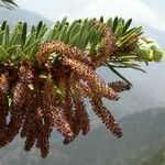 Abies spectabilis موطن