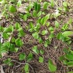 Maianthemum canadenseYaprak