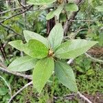 Ruizia ferruginea ഇല