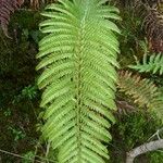 Polystichum ammifolium