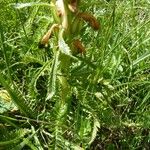 Pedicularis comosa Blad