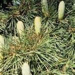 Cedrus deodara Fruchs