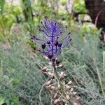 Muscari matritense Flower