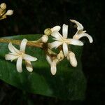 Conchocarpus nicaraguensis Blomma