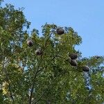 Swietenia mahagoni Плод