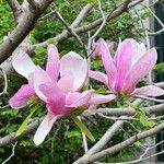 Magnolia × soulangeana പുഷ്പം